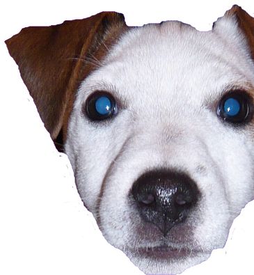 Lupo und sein Herrchen Mike Müller 